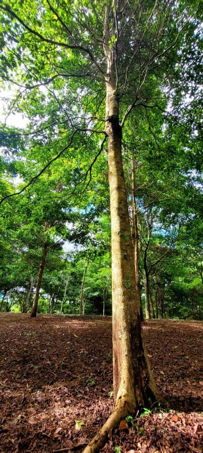 Hospedaje Finca Agroturistica Dona Rufa Rio Sereno Esterno foto